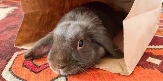 Bunny